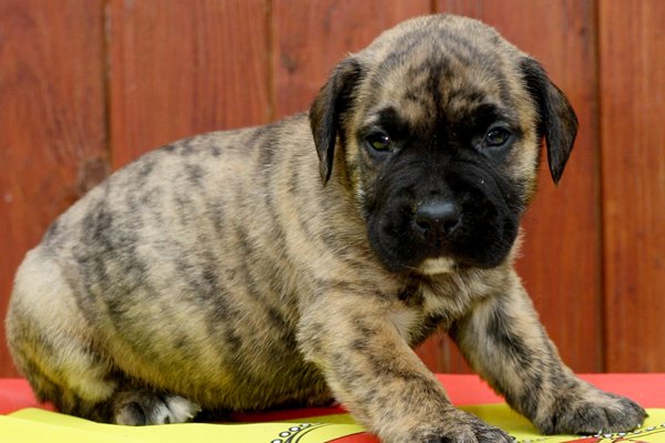 canary dog brindle puppy image