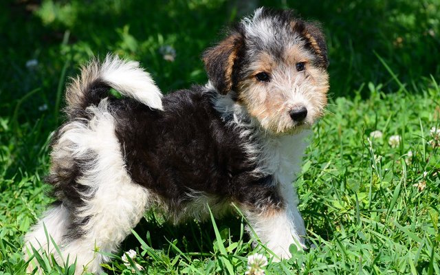 fox terrier tri-color puppy image