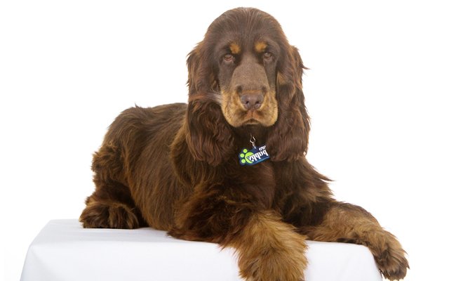 english cocker spaniel chocolate and tan image