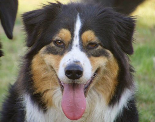 australian shepherd black&tan image