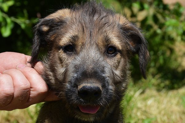 irish wolfhound brindle puppy image