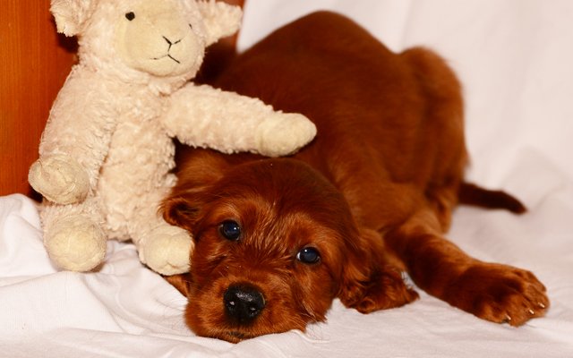 irish setter red puppy image