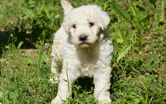 komondor image