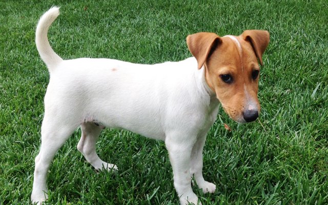 Jack Russell Terrier Breed Dog Breed Information Pictures