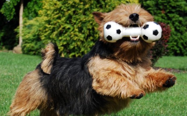 norwich terrier black&tan image