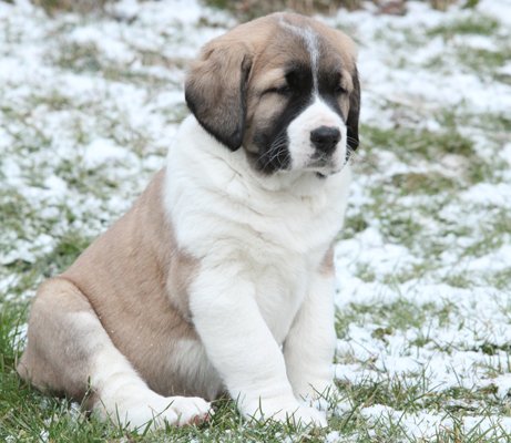 central asian ovtcharka tri-colored puppy image