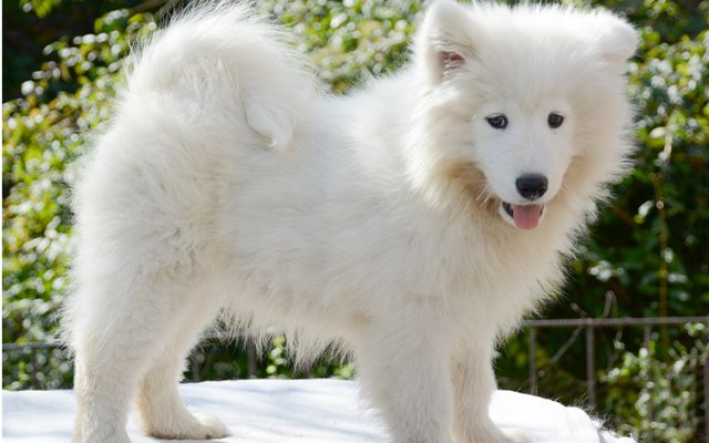 samoyed image