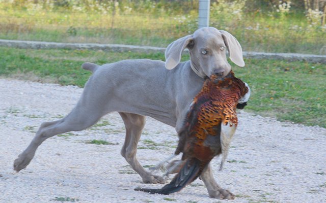 weimaraner grey image