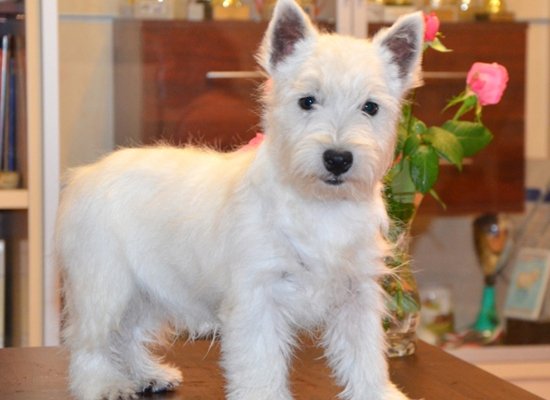 west highland terrier image