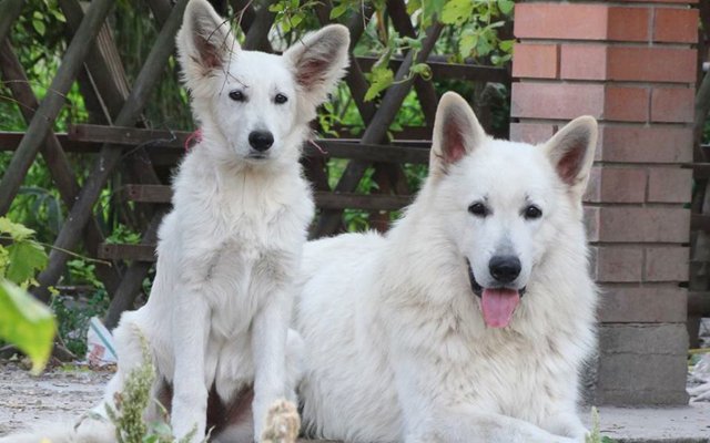 white swiss shepherd image
