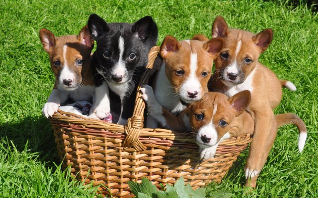 basenji chestnut red black puppies image