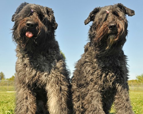bouvier black image