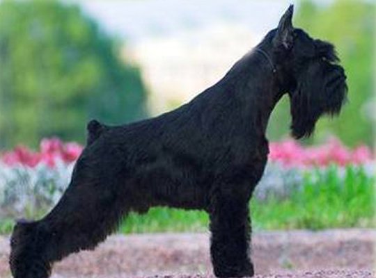 miniature schnauzer black image