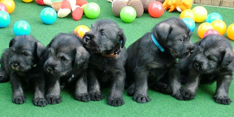 standard schnauzer black pepper and salt puppies image