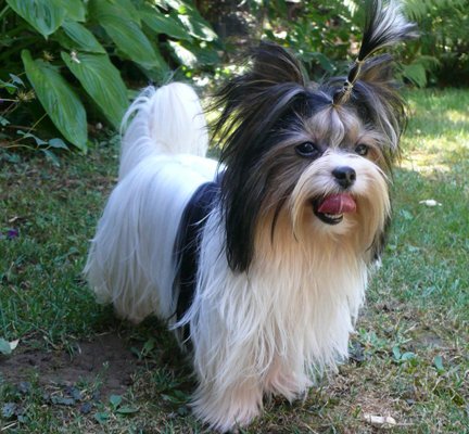 biewer yorkie black&tan image