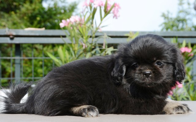 tibetan spaniel black image