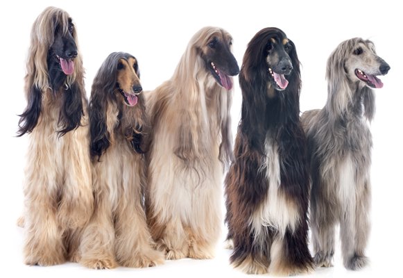 afghan hound cream bindle black masked red image