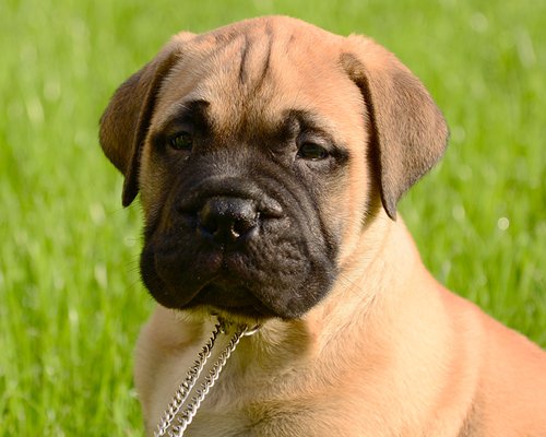 bullmastiff fawn puppy image