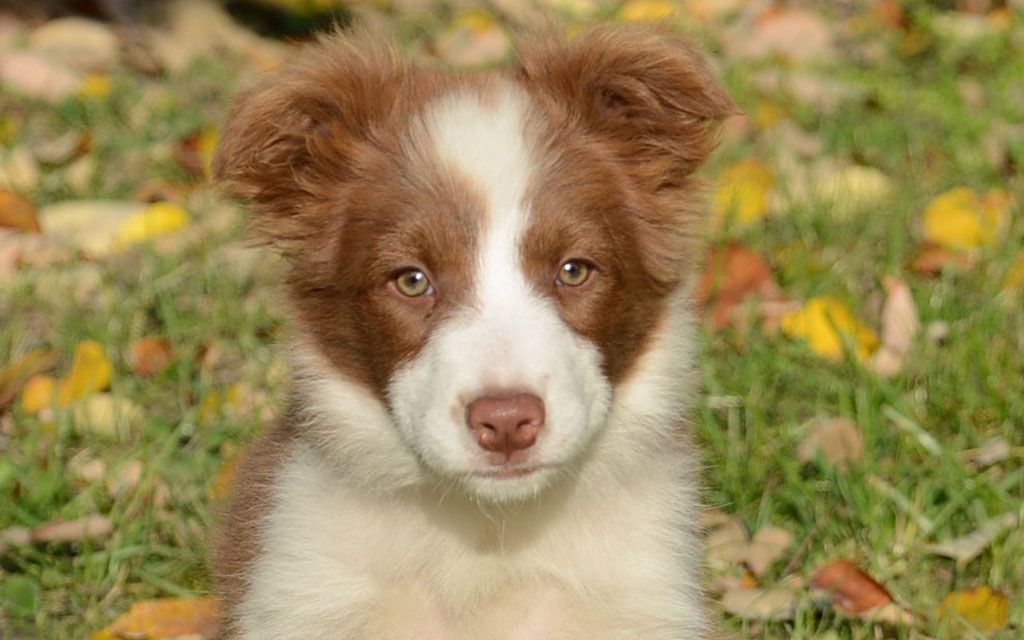 Miniature Border Collie Puppies For Sale PetsWall