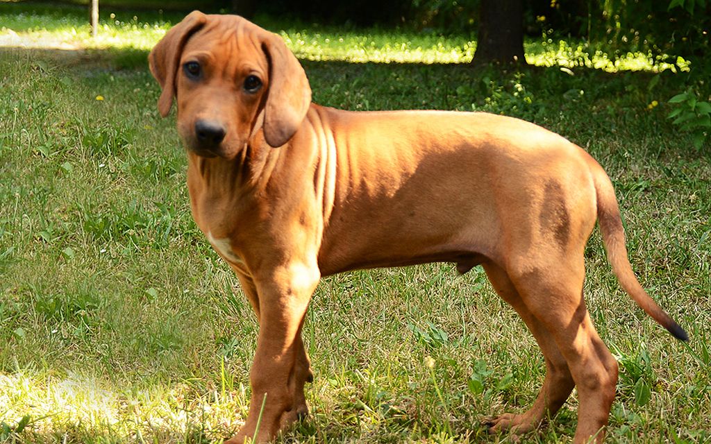 Black rhodesian ridgebacks pictures — pic 13