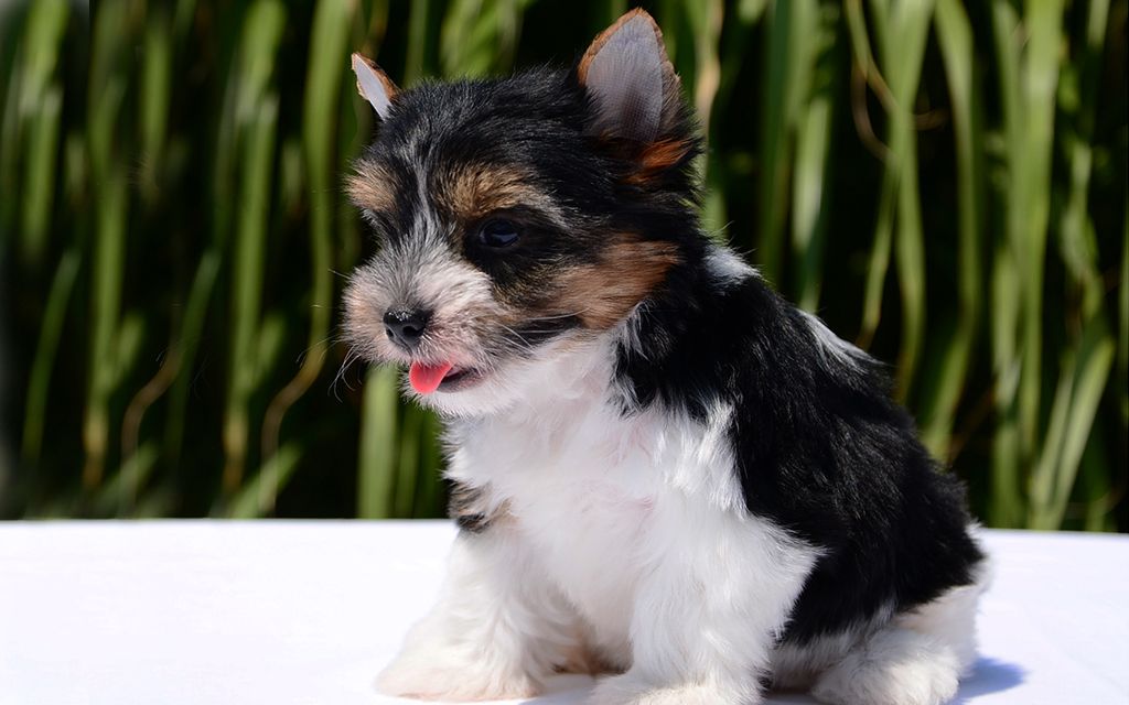 biewer yorkie breed information biewer yorkie puppies breed information puppies for sale biewer yorkie breed information biewer yorkie puppies breed information puppies for sale