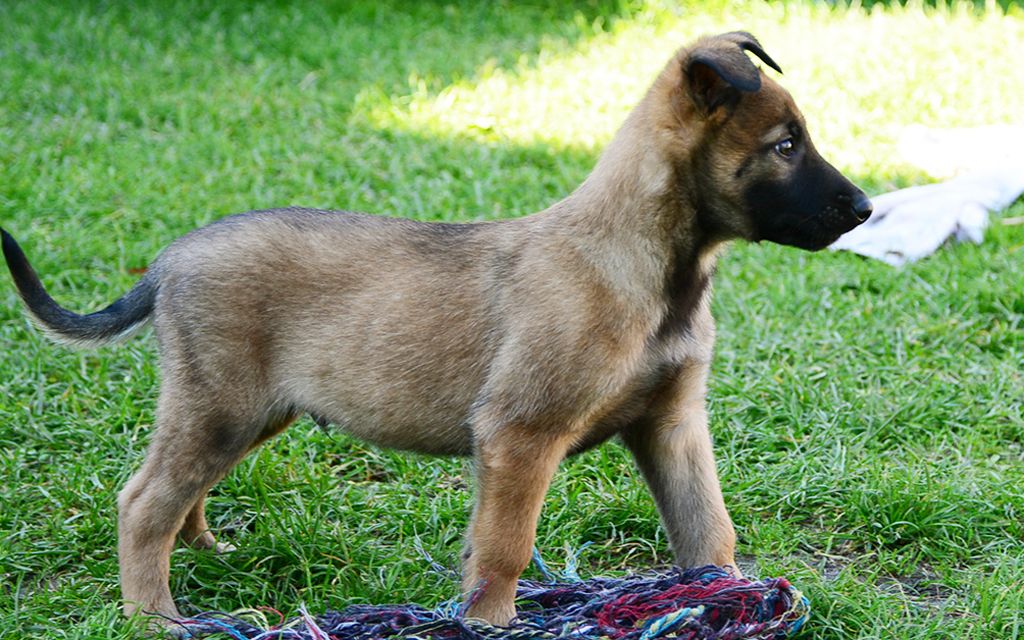 belgian shepherd dog price in pakistan belgian malinois puppies breed information u0026 puppies for sale belgian shepherd dog price in pakistan belgian malinois puppies breed information u0026 puppies for sale