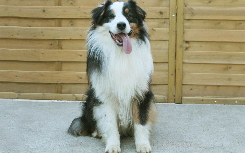 australian shepherd name origin australian shepherd puppies breed information u0026 puppies for sale australian shepherd name origin australian shepherd puppies breed information u0026 puppies for sale