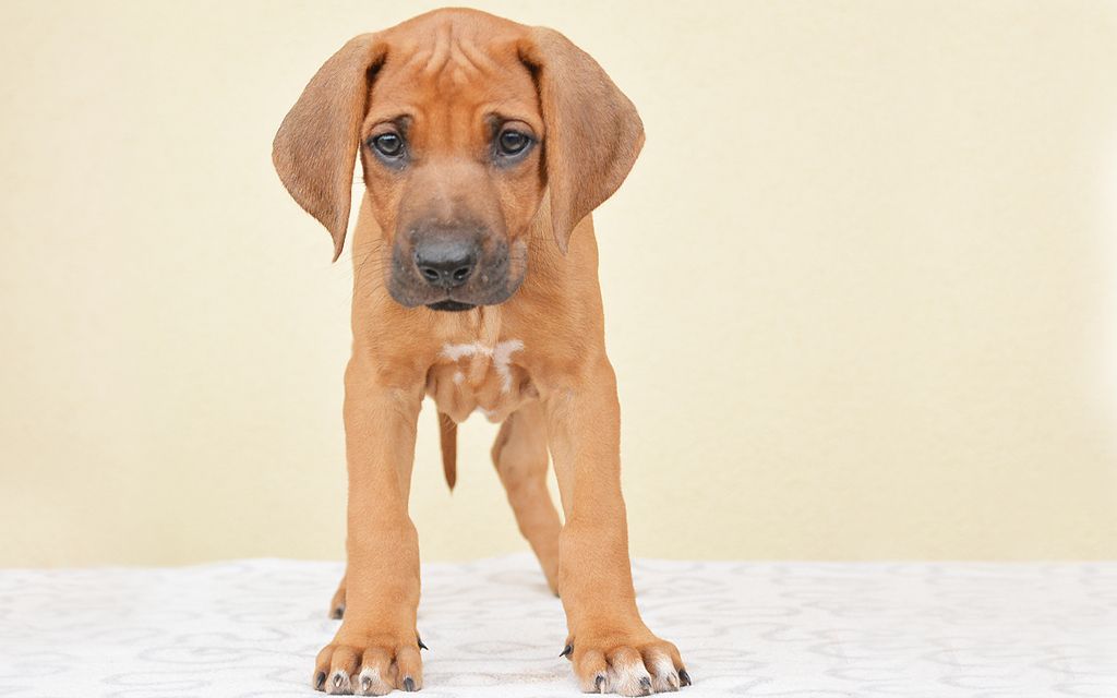 black-rhodesian-ridgebacks-pictures