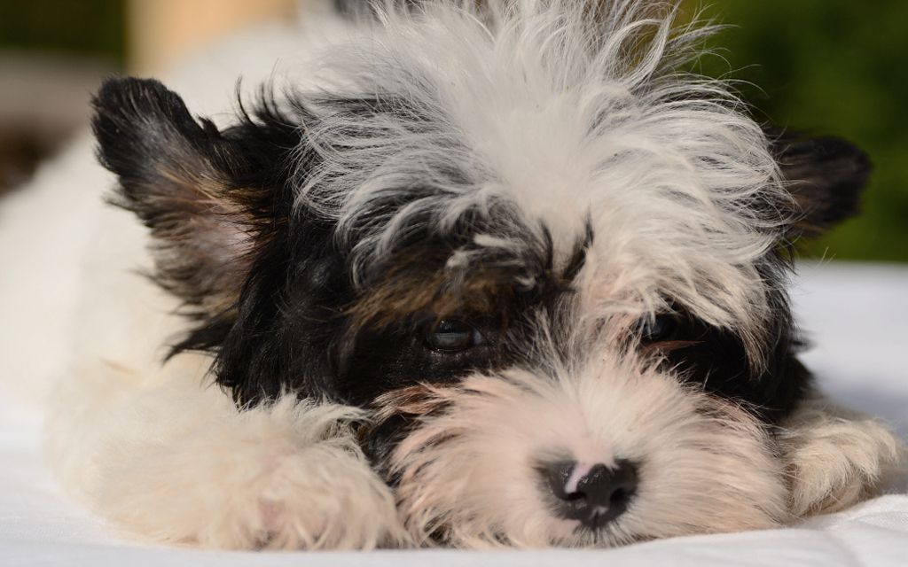 piebald yorkie biewer yorkie puppies breed information puppies for sale piebald yorkie biewer yorkie puppies breed information puppies for sale