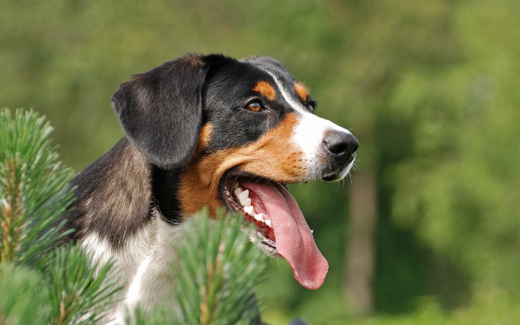 Brown Under Dogs Eyes Brown Under Dogs Eyes