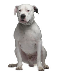 dogo argentine