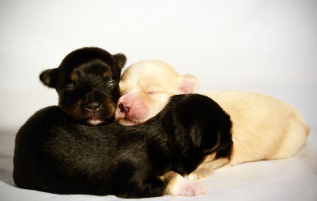 where can you buy a puppy near me