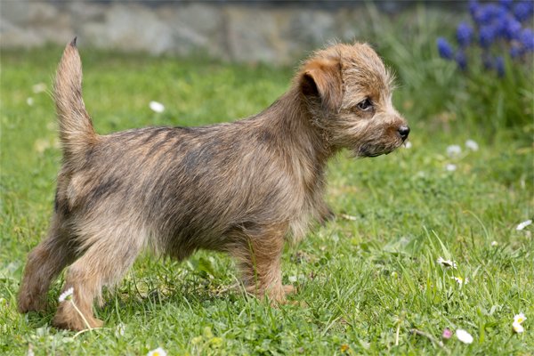 Norfolk Terrier Puppy picture