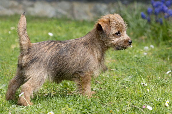 Norfolk Terrier Puppies Breed Information Puppies For Sale Norfolk Terrier Puppies Breed Information Puppies For Sale