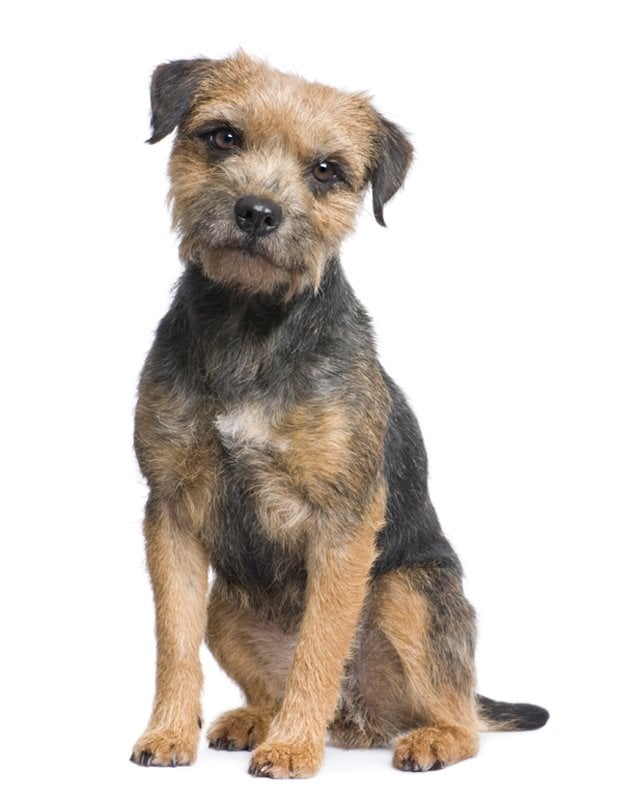 border terriers for sale yorkshire