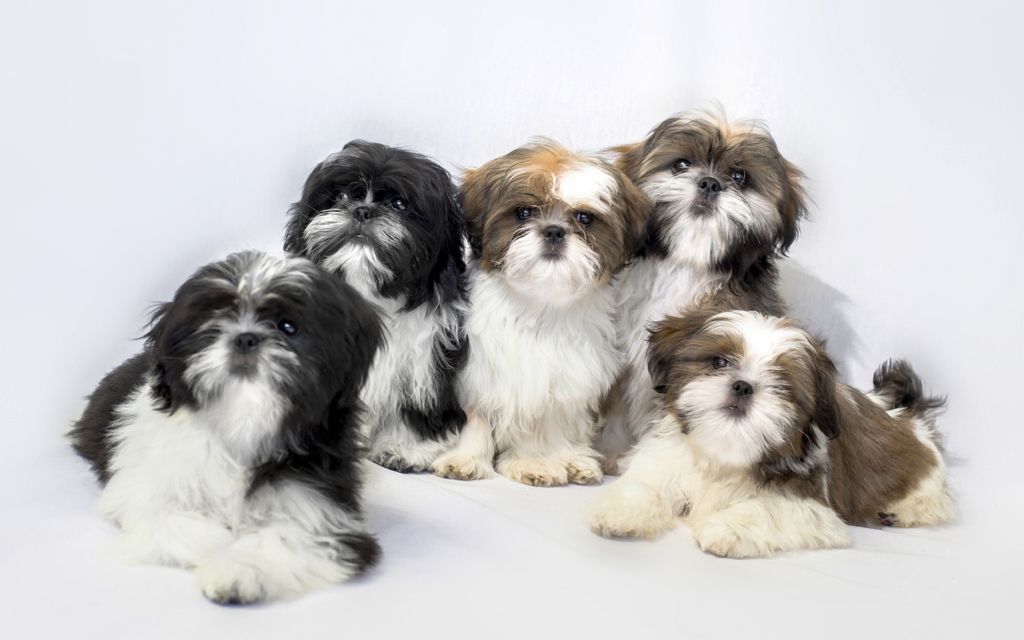 shih tzu spots informaci 243 n de perros de la raza shih tzu perros en venta shih tzu spots informaci 243 n de perros de la raza shih tzu perros en venta