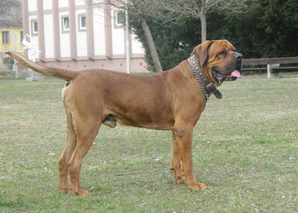 tosa inu informaci 243 n de perros de la raza tosa inu perros en venta tosa inu informaci 243 n de perros de la raza tosa inu perros en venta
