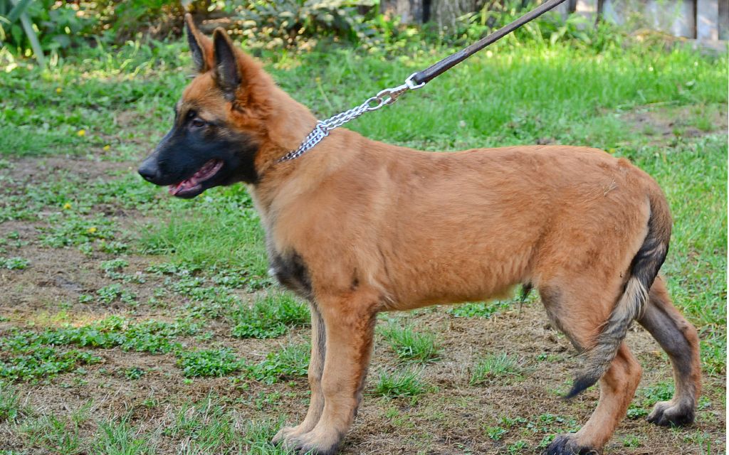 belgian shepherd dog price in pakistan belgian malinois puppies breed information u0026 puppies for sale belgian shepherd dog price in pakistan belgian malinois puppies breed information u0026 puppies for sale