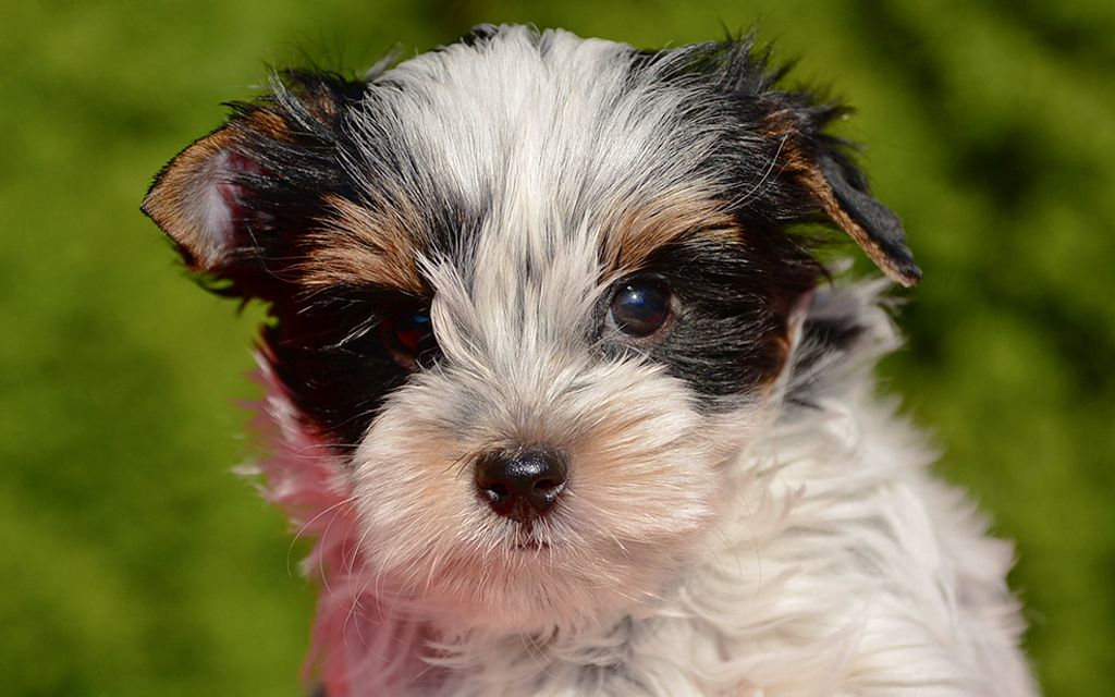 how to become a yorkie breeder biewer yorkie puppies breed information puppies for sale how to become a yorkie breeder biewer yorkie puppies breed information puppies for sale