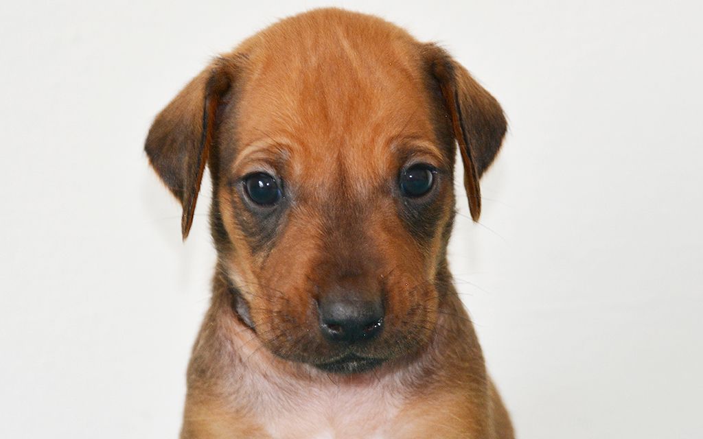 rhodesian ridgeback puppy cost rhodesian ridgeback breed information pictures rhodesian breeds picture rhodesian ridgeback puppy cost rhodesian ridgeback breed information pictures rhodesian breeds picture