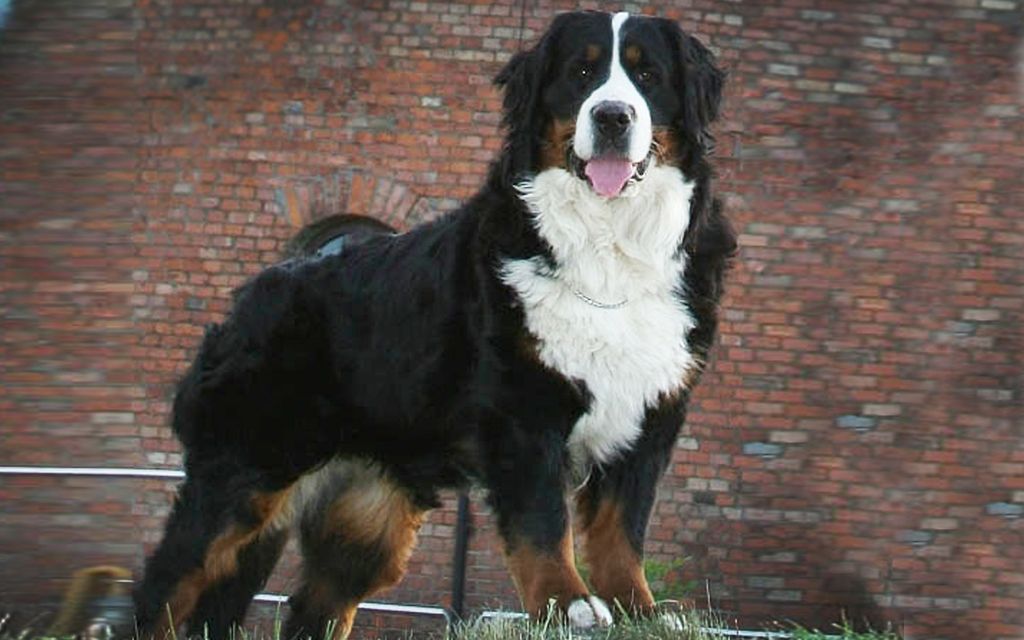 bernese mountain size bernese mountain puppies breed information puppies bernese mountain size bernese mountain puppies breed information puppies