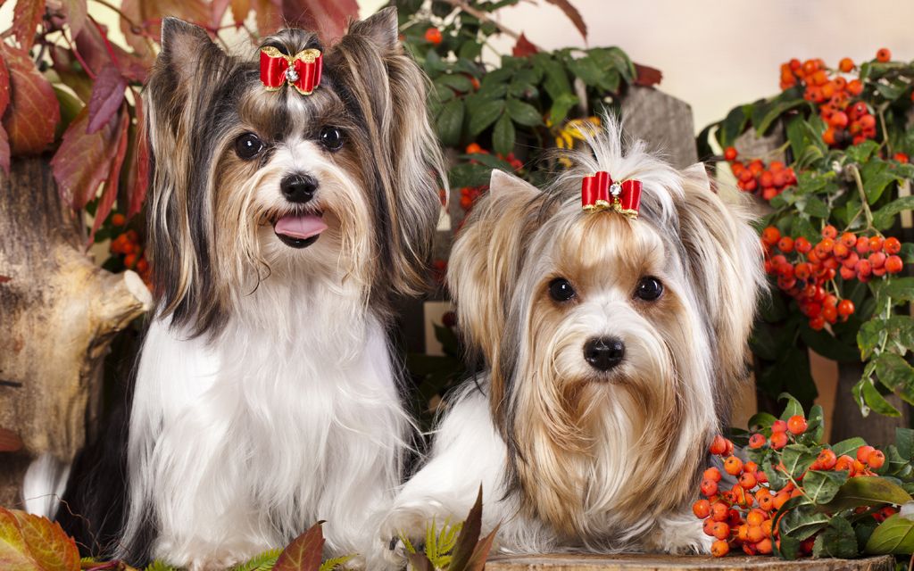 biewer yorkie breed information biewer yorkie puppies breed information puppies for sale biewer yorkie breed information biewer yorkie puppies breed information puppies for sale