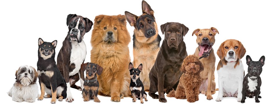 watchdogs