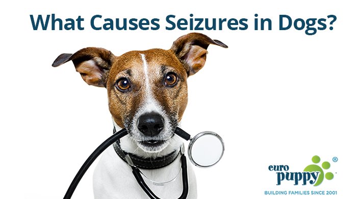 21 Can Diabetes Cause Seizures In Dogs